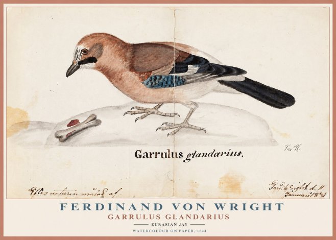 Ferdinand von Wright Garrulus Glandarius No1 - Poster