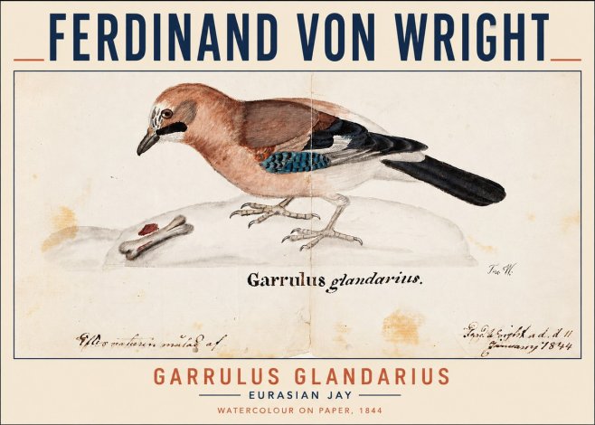 Ferdinand von Wright Garrulus Glandarius No3 - Poster