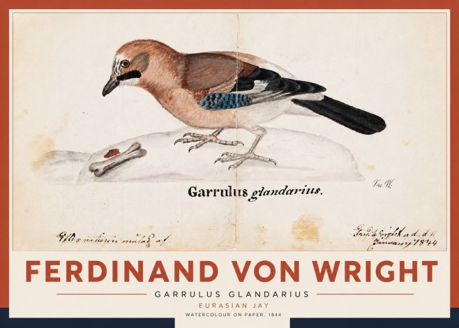 Ferdinand von Wright Garrulus Glandarius No5 - Poster