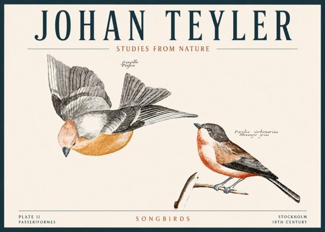 Johan Teyler Songbirds - Plate Ii No4 - Poster