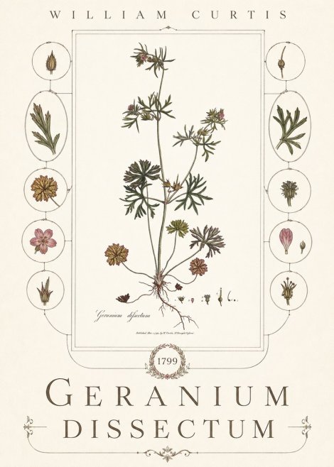 William Curtis Geranium Dissectum I No6 - Poster