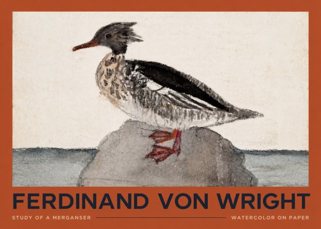 Ferdinand von Wright Study of a Merganser No2 - Poster