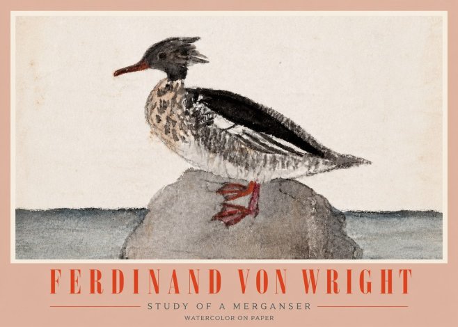 Ferdinand von Wright Study of a Merganser No4 - Poster