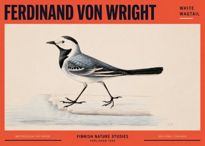 Ferdinand von Wright White Wagtail No2 - Poster