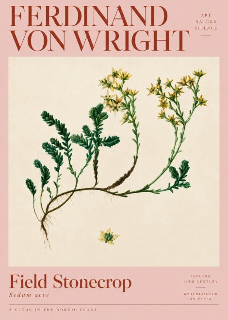 Ferdinand von Wright Botanical Study No5 - Poster