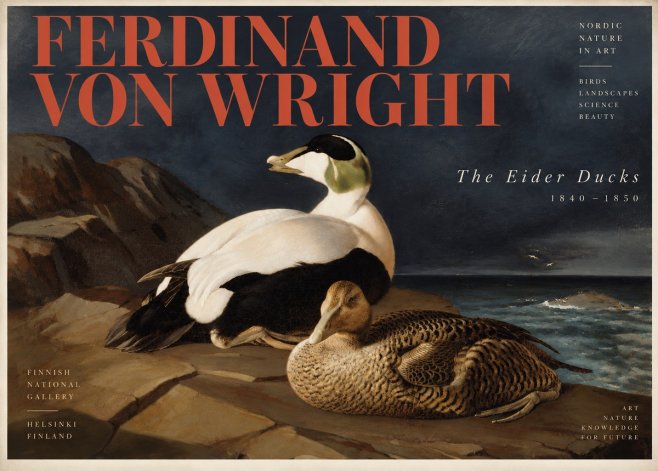 Ferdinand von Wright Eiders on a Rocky Shore No6 - Poster