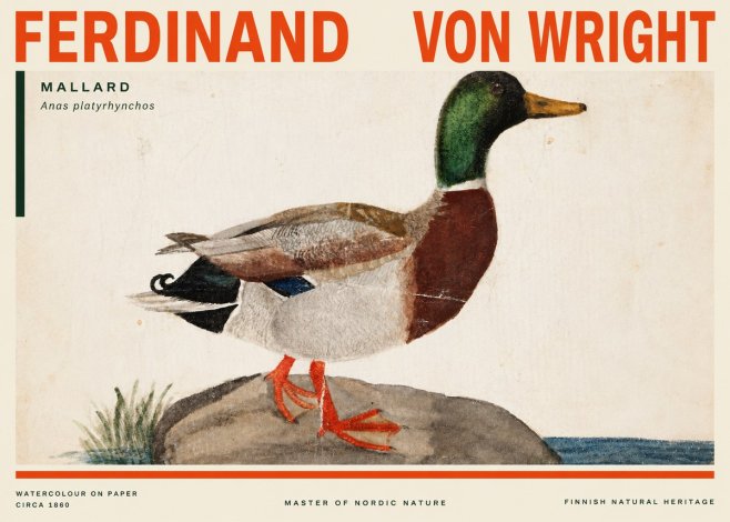 Ferdinand von Wright Mallard (Anas Platyrhynchos) No3 - Poster