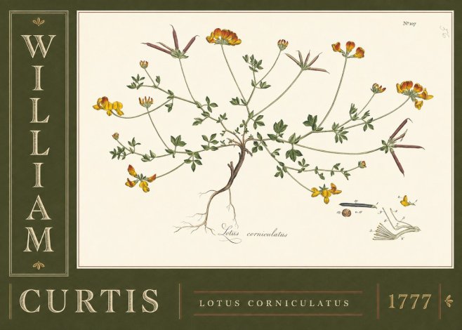 William Curtis Lotus Corniculatus II No5 - Poster