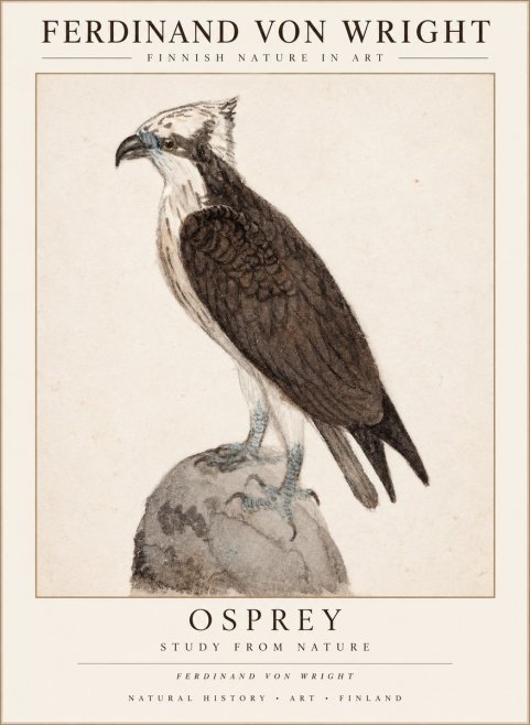 Ferdinand von Wright Osprey No3 - Poster