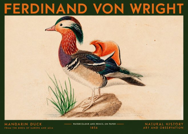 Ferdinand von Wright Mandarin Duck No2 - Poster