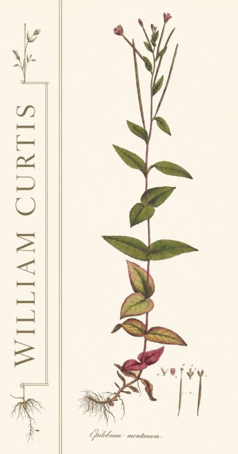 William Curtis Epilobium Montanum. No2 - Poster