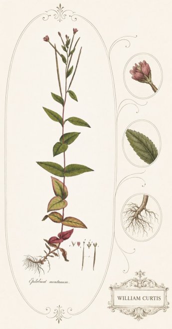 William Curtis Epilobium Montanum. No4 - Poster
