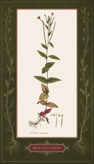 William Curtis Epilobium Montanum. No5 - Poster