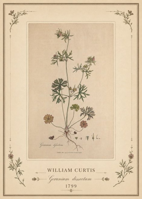 William Curtis Geranium Dissectum II No1 - Poster