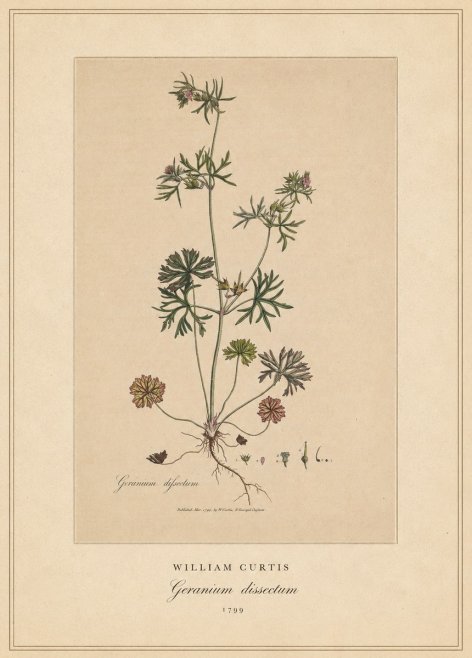 William Curtis Geranium Dissectum II No4 - Poster