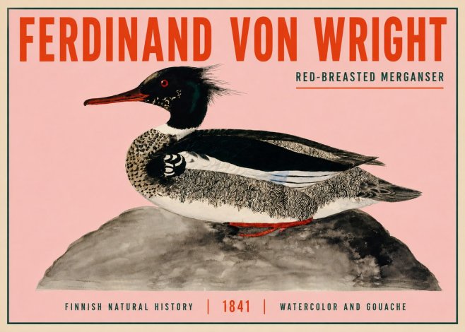 Ferdinand von Wright Red-breasted Merganser No3 - Poster