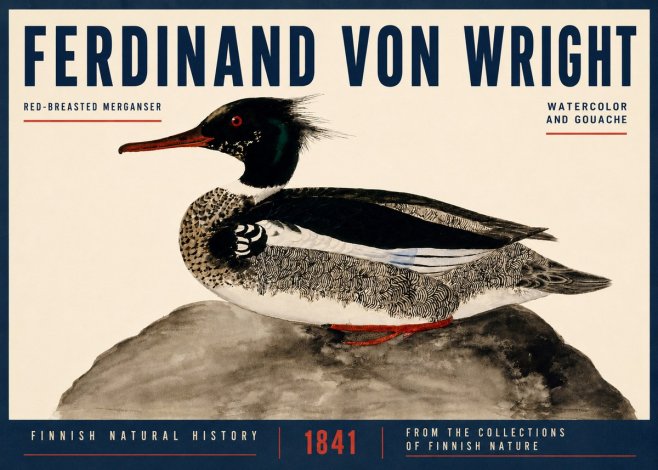 Ferdinand von Wright Red-breasted Merganser No4 - Poster
