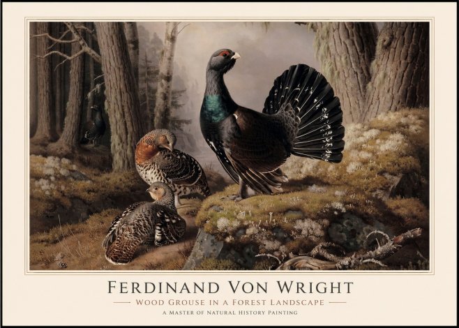 Ferdinand von Wright Wood Grouse in a Forest Landscape No1 - Poster