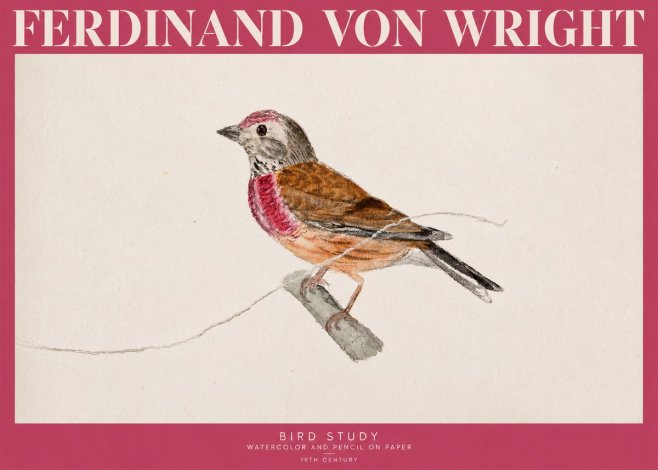 Ferdinand von Wright Bird Study No2 - Poster