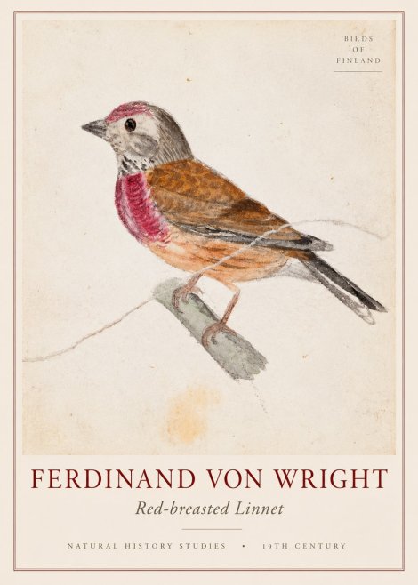 Ferdinand von Wright Bird Study No3 - Poster