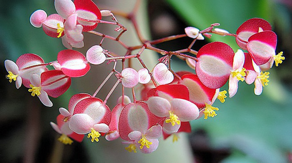 Crimson Blossom Cluster