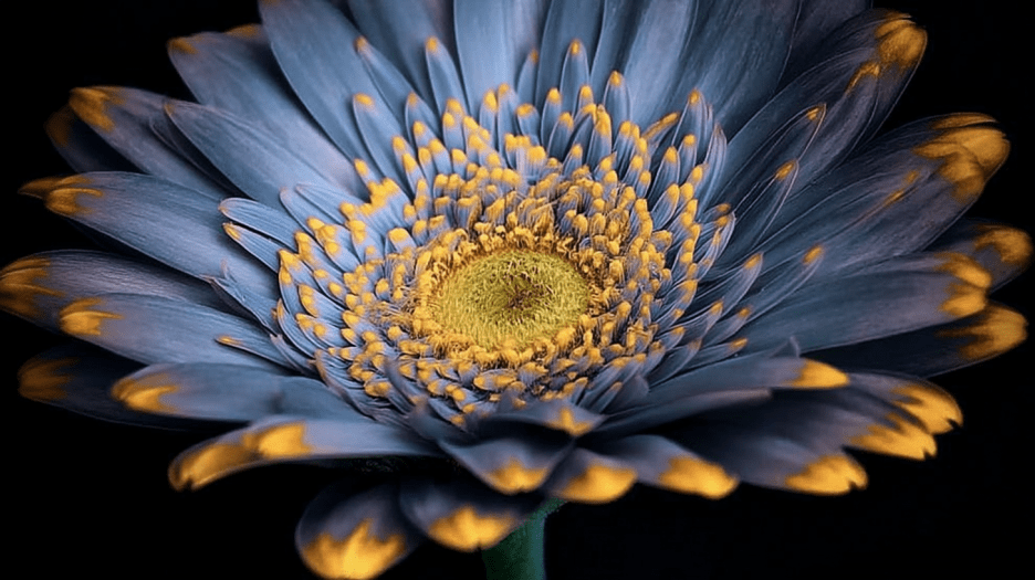 Midnight Dune Blossom