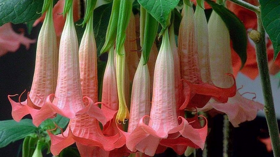 Whispering Trumpets