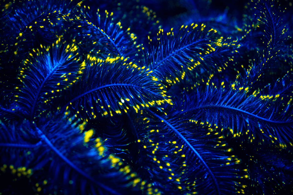 Rippling Frond Cascade