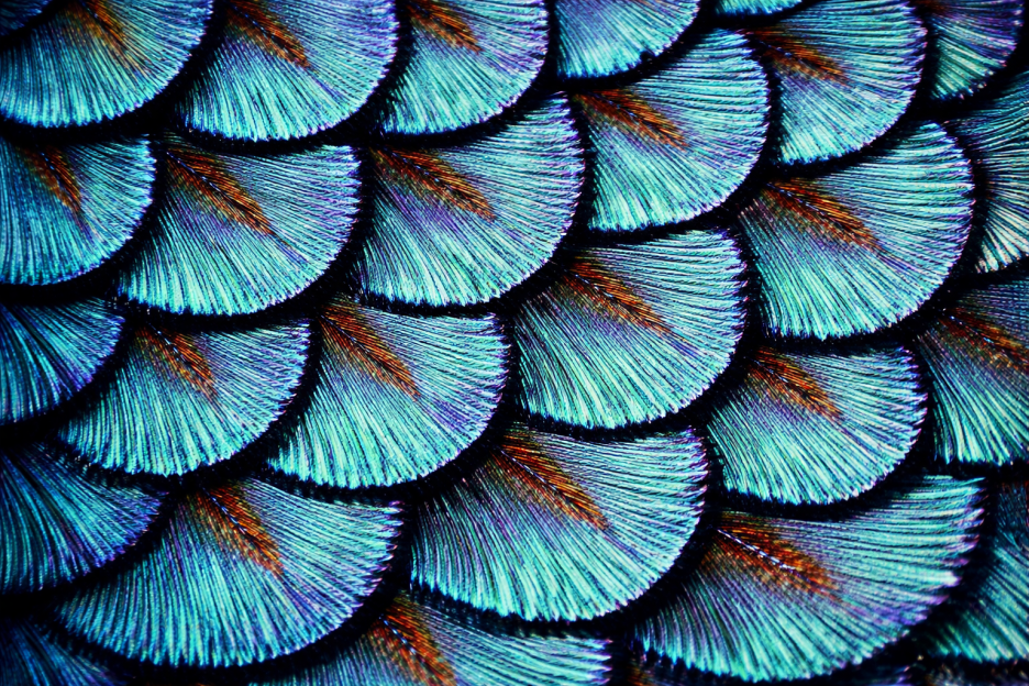 Iridescent Veil