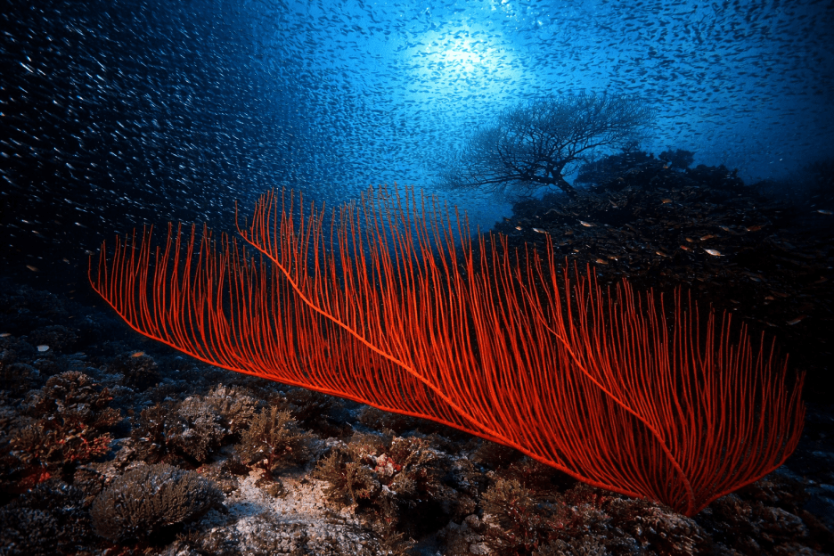 Crimson Echo Reef