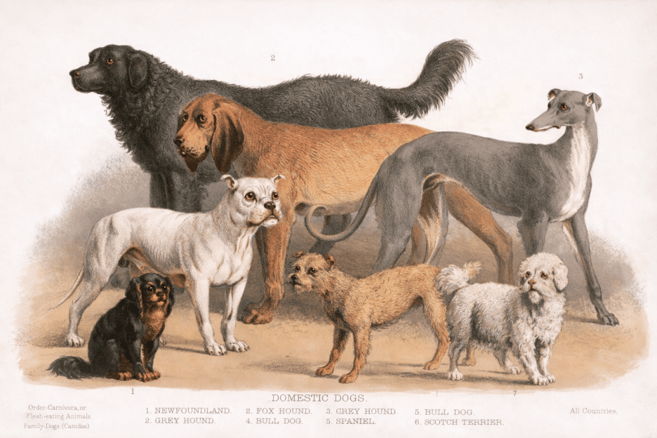 Canine Chronicles