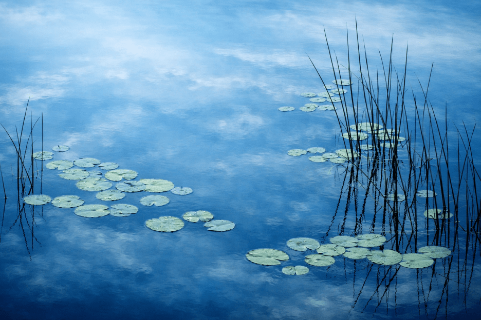 Reflective Lotus Passage