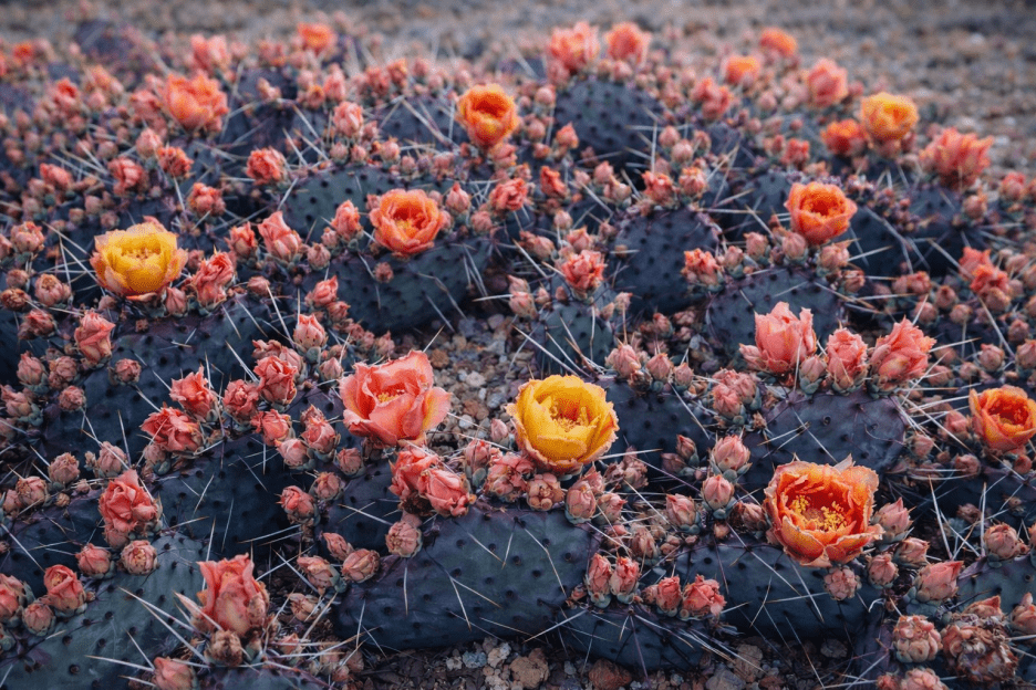 Cactus Blossom Oasis