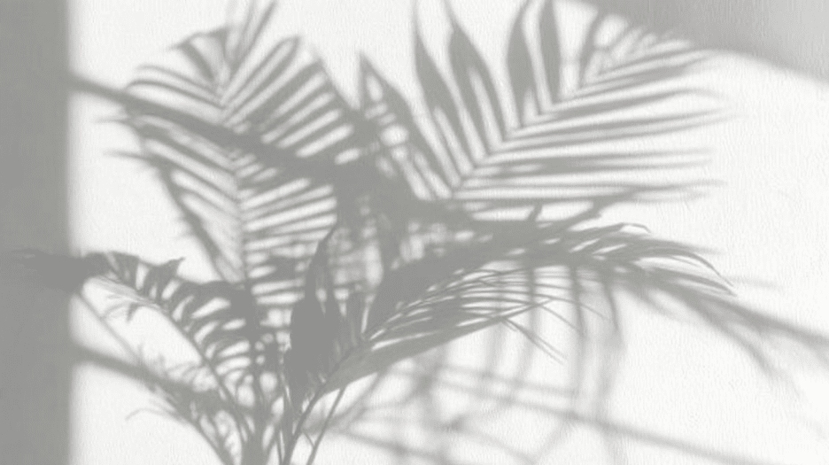 Palm Shadow Play