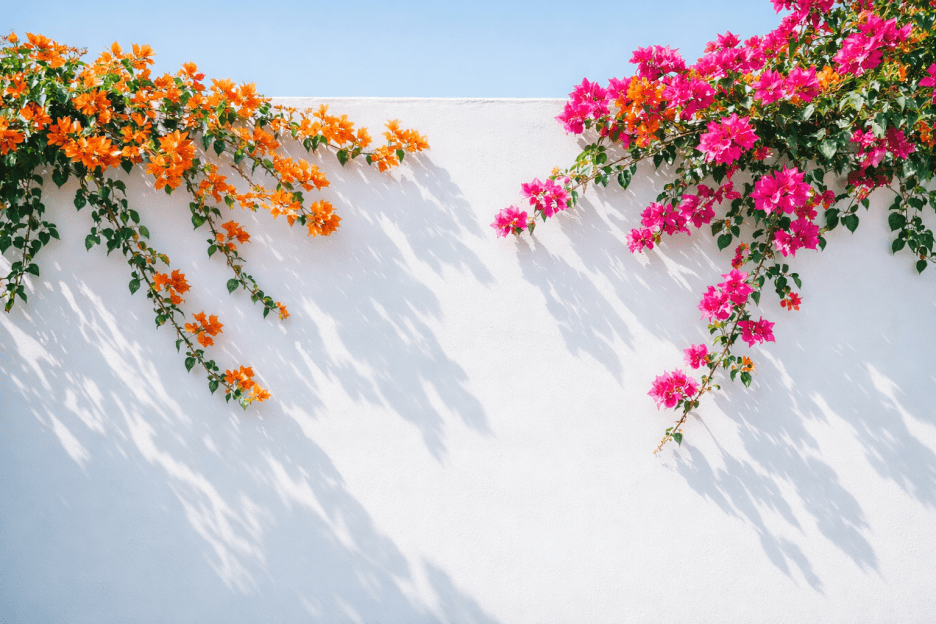 Bougainvillea Cascade