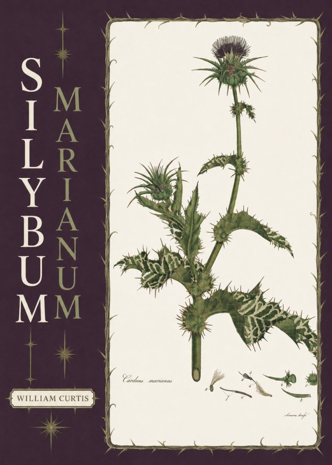 William Curtis Silybum Marianum No6 - Poster