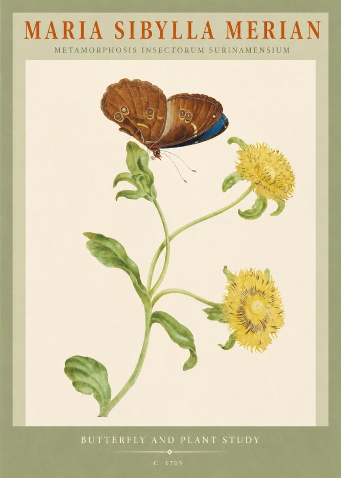 Maria Sibylla Merian Butterfly and Plant Study No2 - Poster
