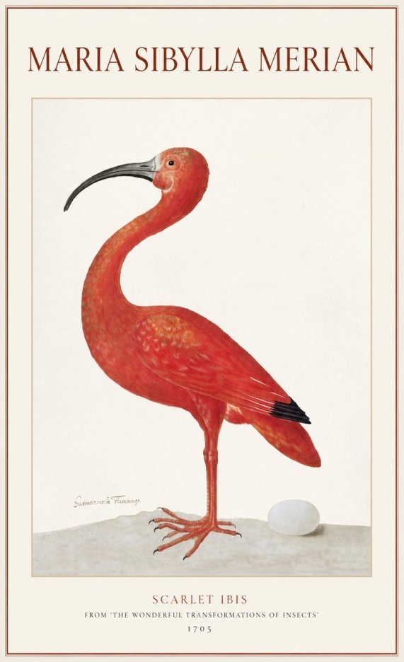 Maria Sibylla Merian Scarlet Ibis No1 - Poster