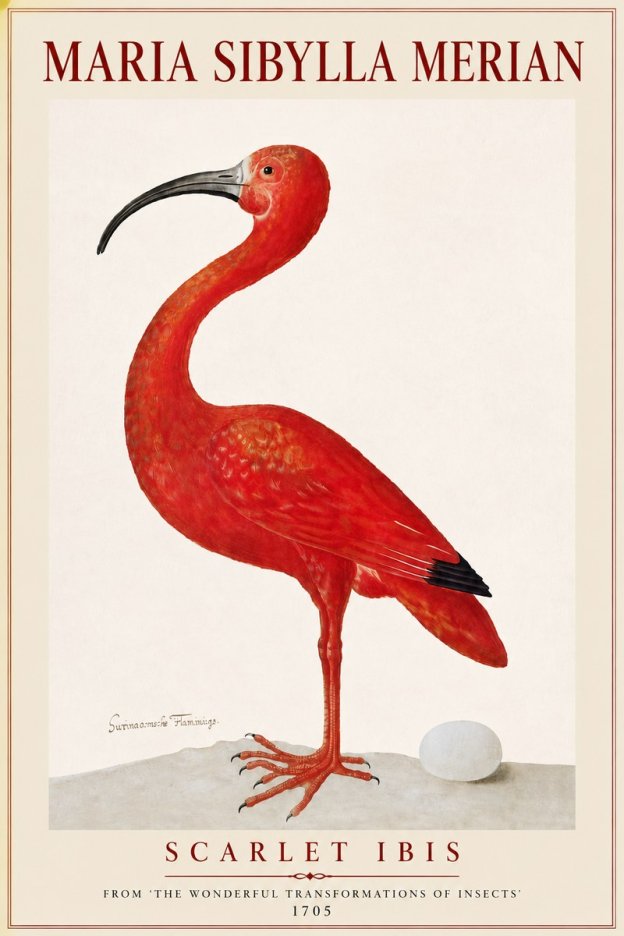 Maria Sibylla Merian Scarlet Ibis No4 - Poster