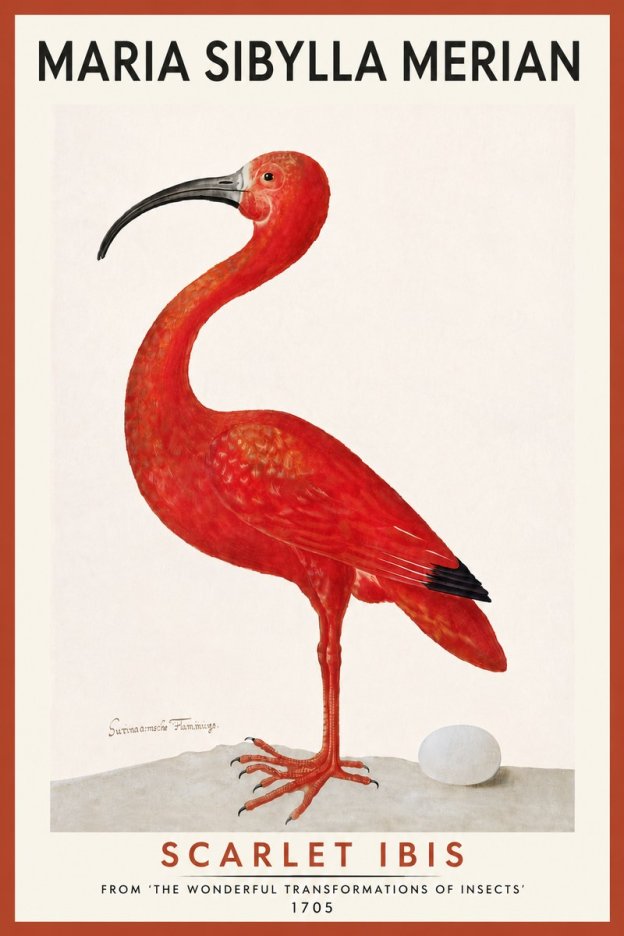 Maria Sibylla Merian Scarlet Ibis No5 - Poster