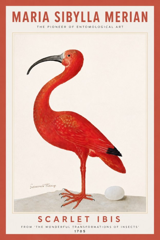 Maria Sibylla Merian Scarlet Ibis No6 - Poster