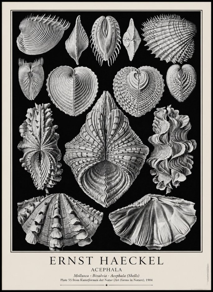 Ernst Haeckel Acephala — Brachiopods Plate 55 — Cytherea. No4 - Poster