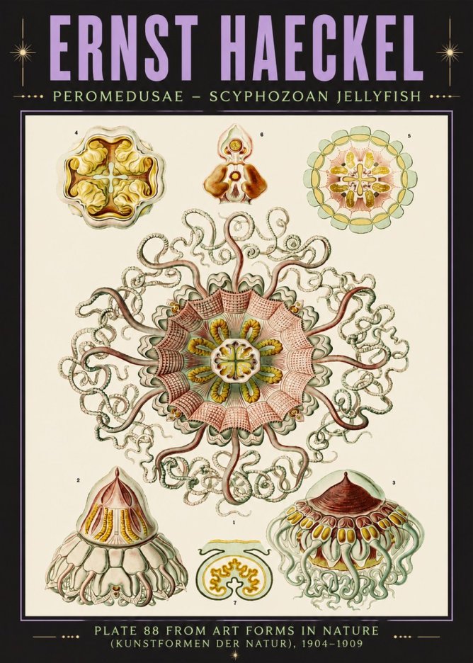Ernst Haeckel Peromedusae – Discomedusae No6 - Poster