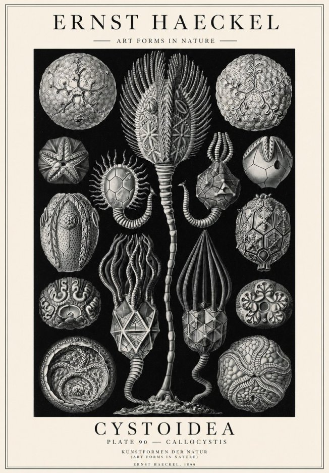 Ernst Haeckel Cystoidea - Callocystis No1 - Poster