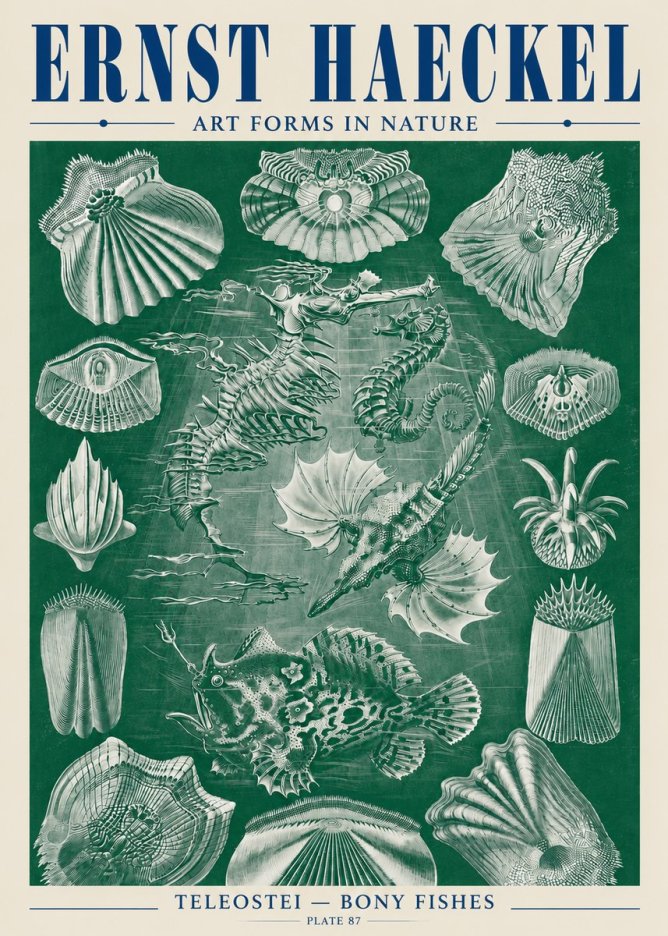 Ernst Haeckel Teleostei - Bony Fishes No5 - Poster