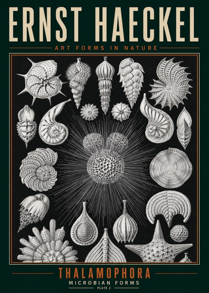 Ernst Haeckel Thalamophora - Microbian Forms - Plate 2 No3 - Poster