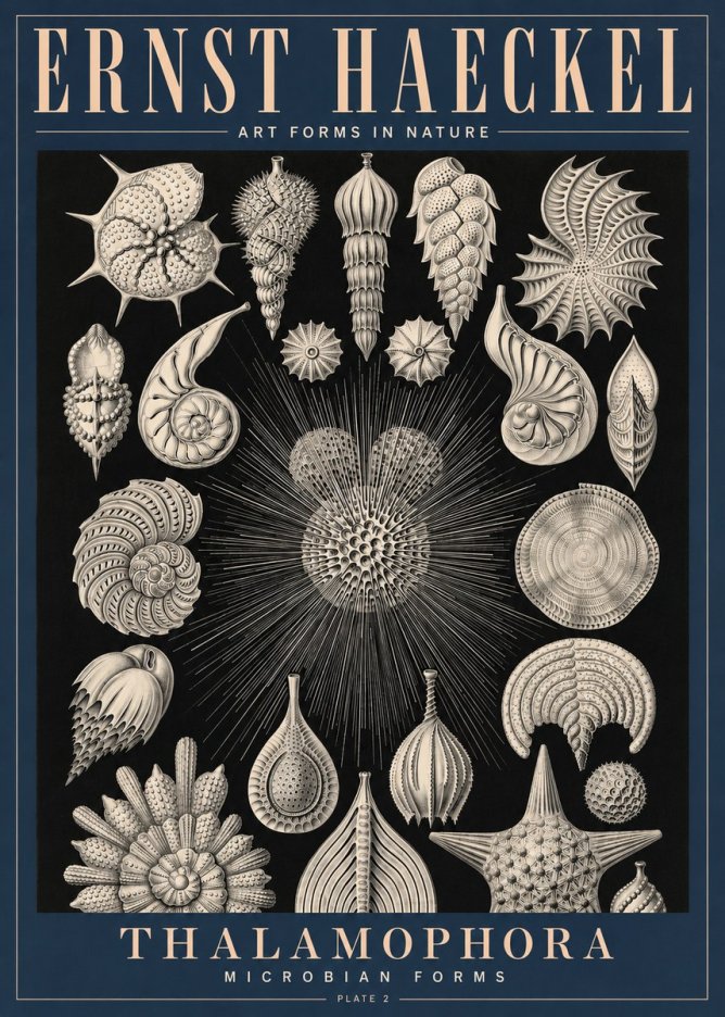 Ernst Haeckel Thalamophora - Microbian Forms - Plate 2 No4 - Poster