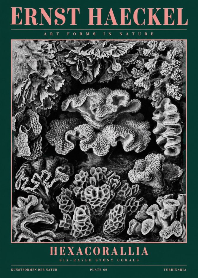 Ernst Haeckel Hexacorallia No2 - Poster