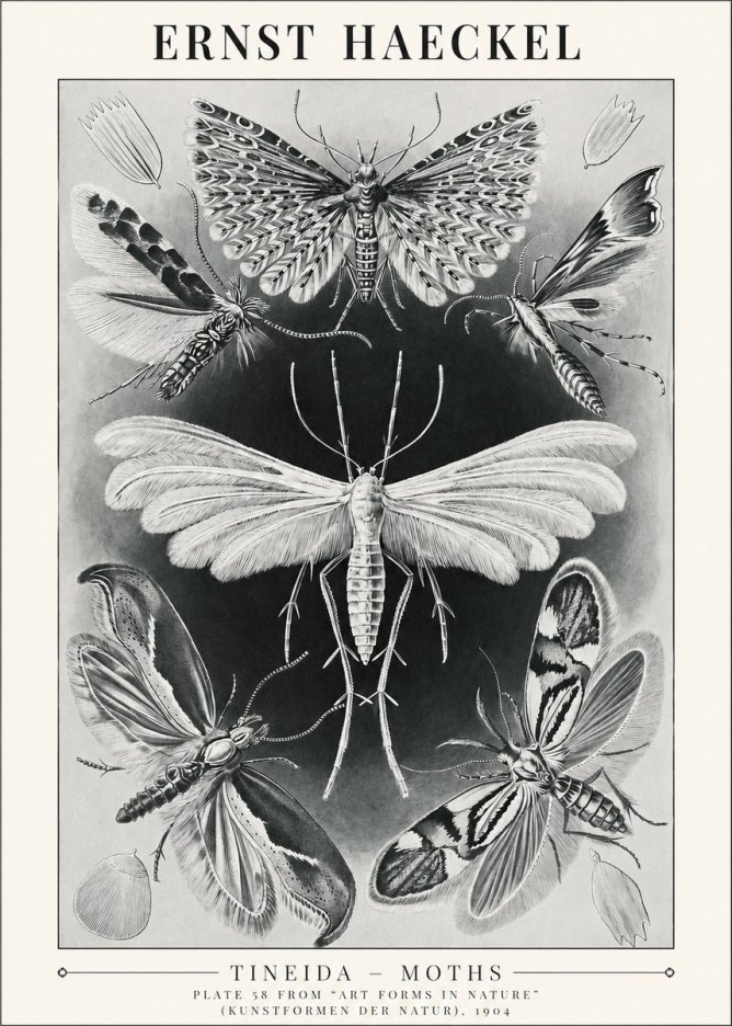 Ernst Haeckel Tineida - Moths No1 - Poster