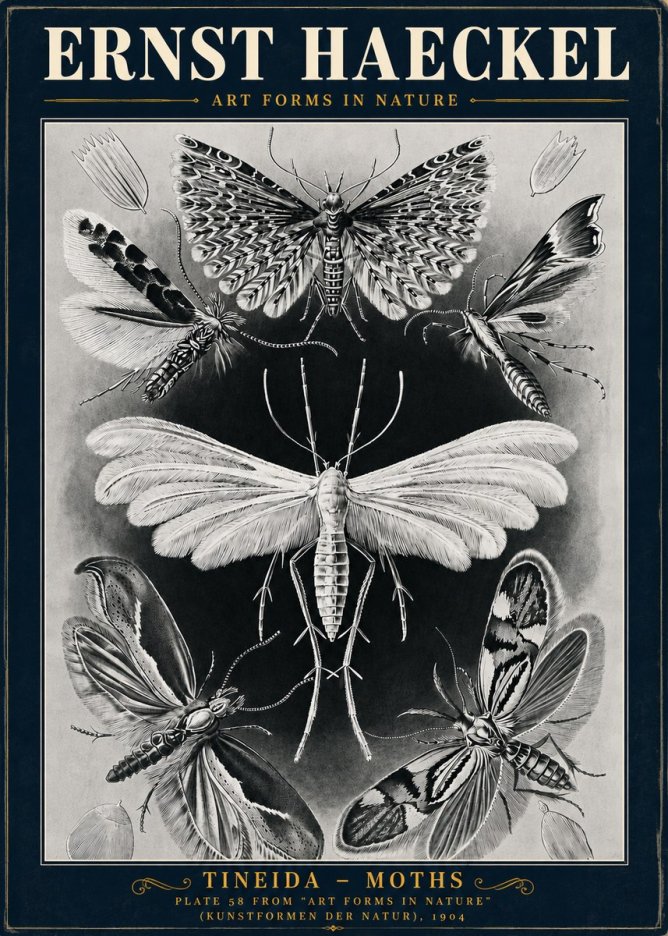 Ernst Haeckel Tineida - Moths No5 - Poster